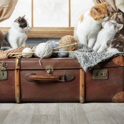 Линолеум TARKETT JUNIOR ARNOLD-1