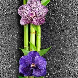 ПАНЕЛЬ ПВХ ОРХИДЕЯ 2700х250мм (SANRELIA)