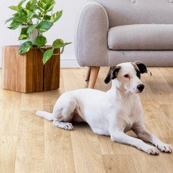 Линолеум TARKETT PRAKTIKA OTTO-2